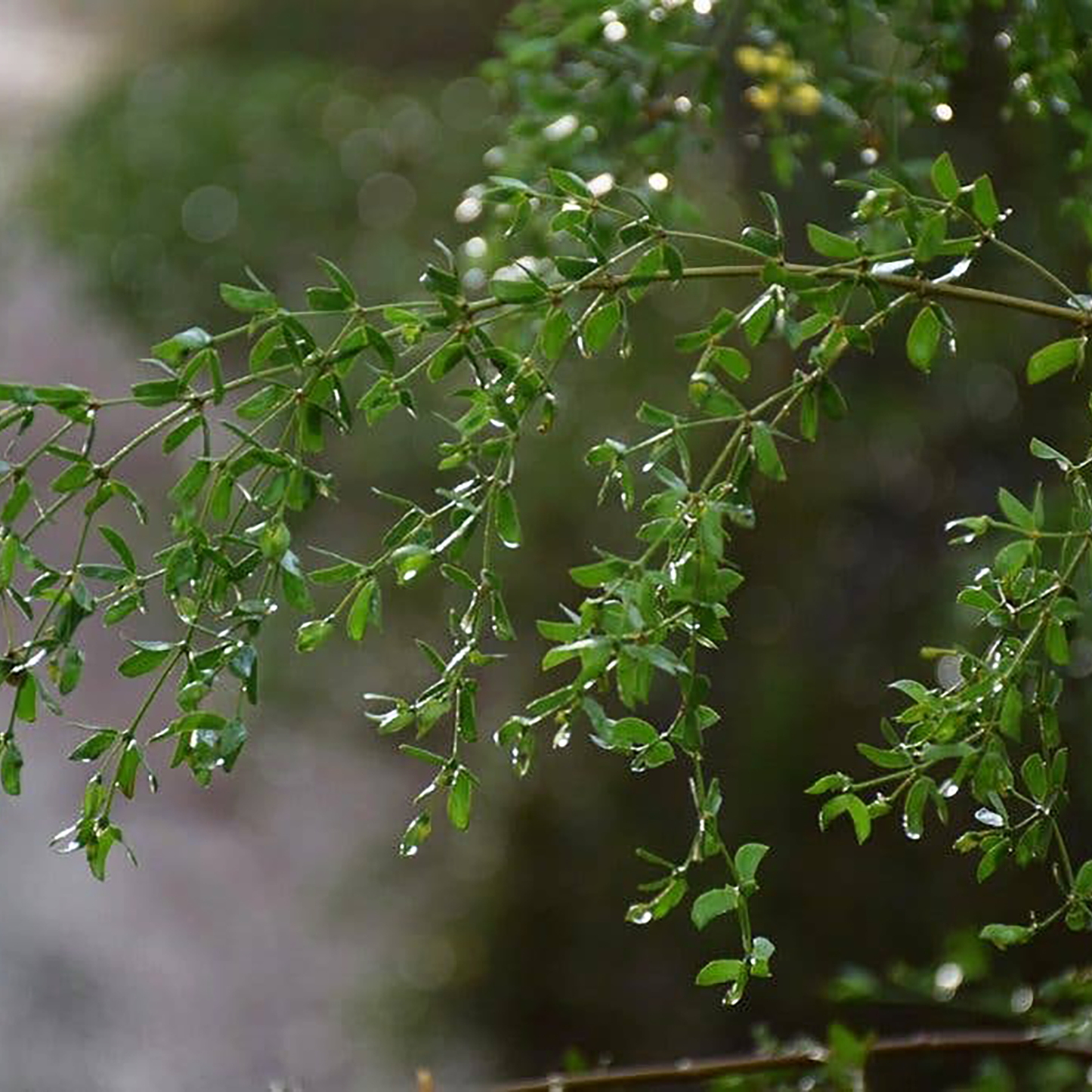 Allergy Relief Herbal Tincture