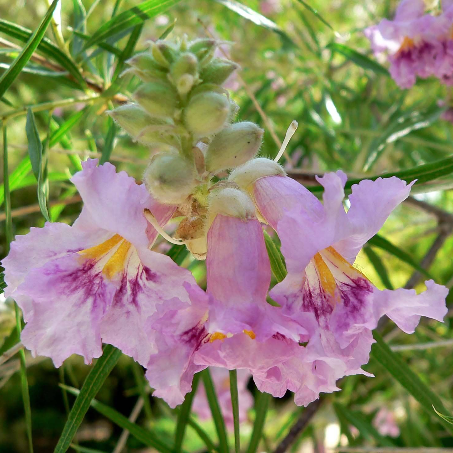 Desert Willow Flower Essence