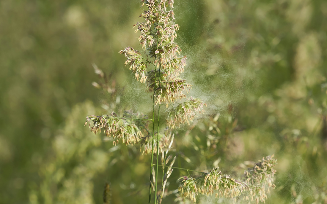 Soothe Seasonal Allergies Naturally with These 7 Herbs