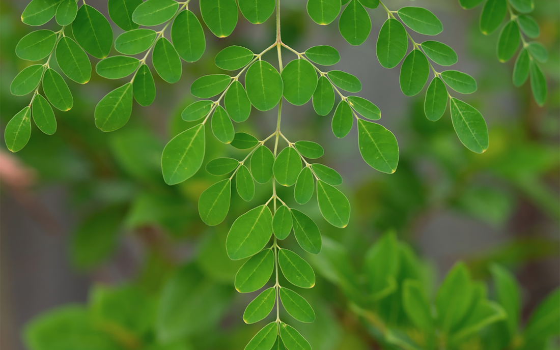 9 Moringa Powder Benefits for Health and Wellness