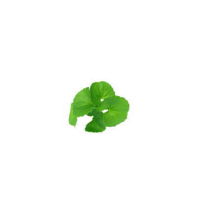 Pitta Balancing Conditioner Bar