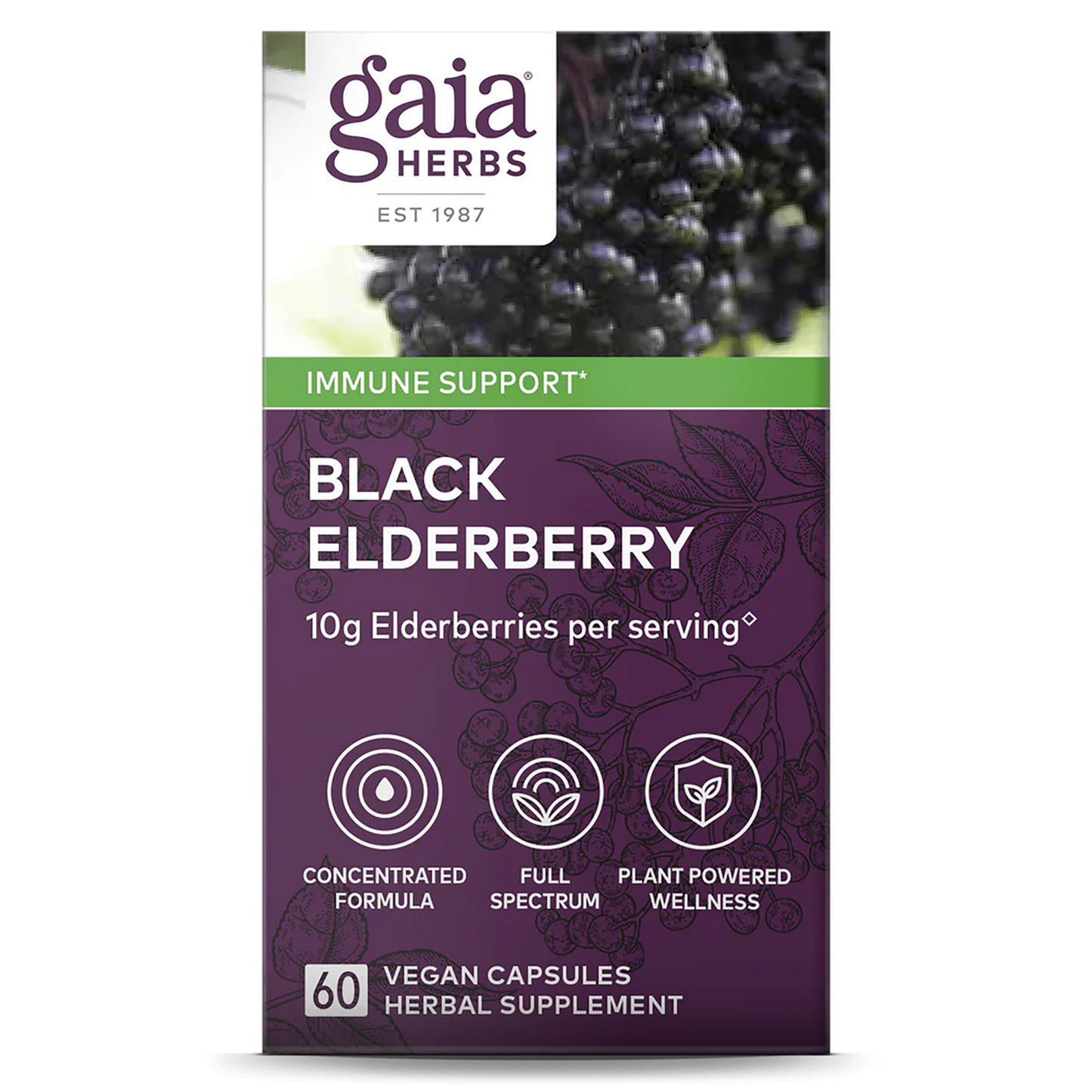 Black Elderberry