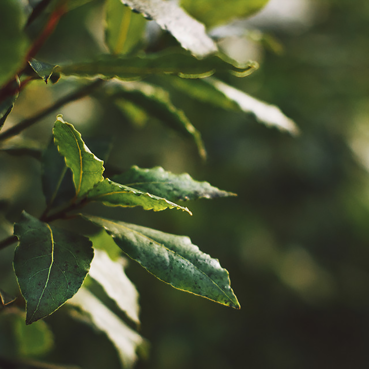 Bay Leaf Whole