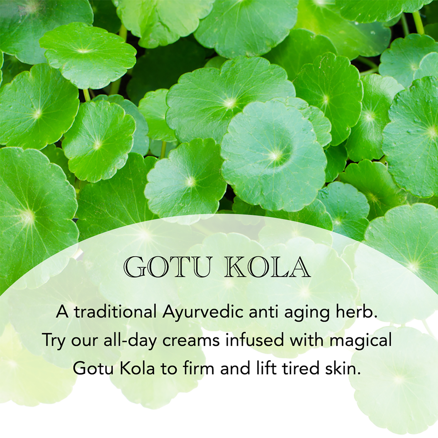 Gotu Kola and Azulene Moisturizer