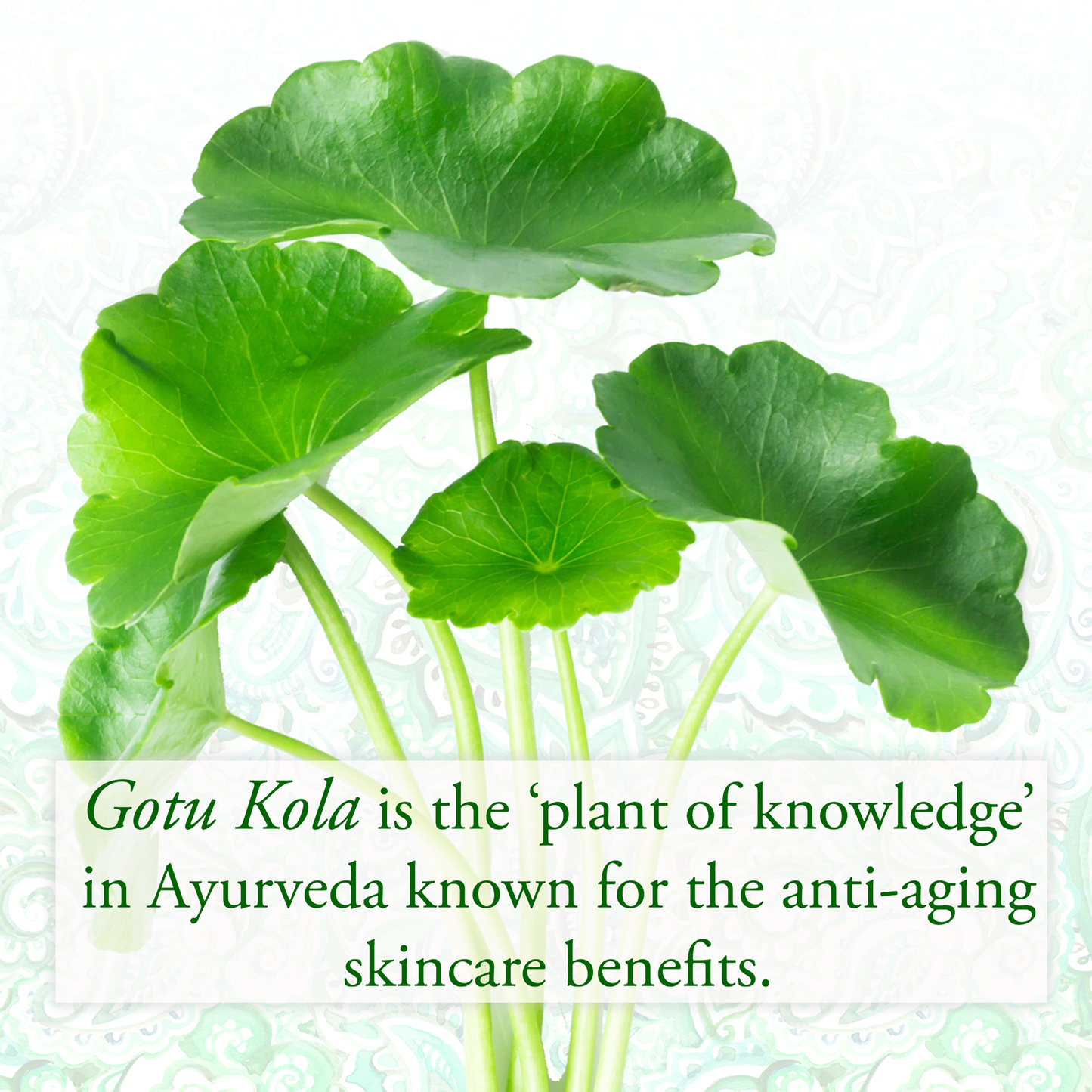 Gotu Kola and Boswellia Eye Serum