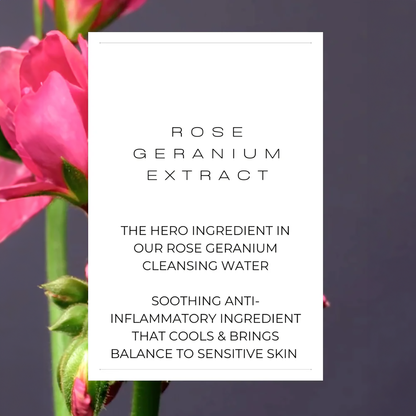 Rose Geranium Cleansing Water