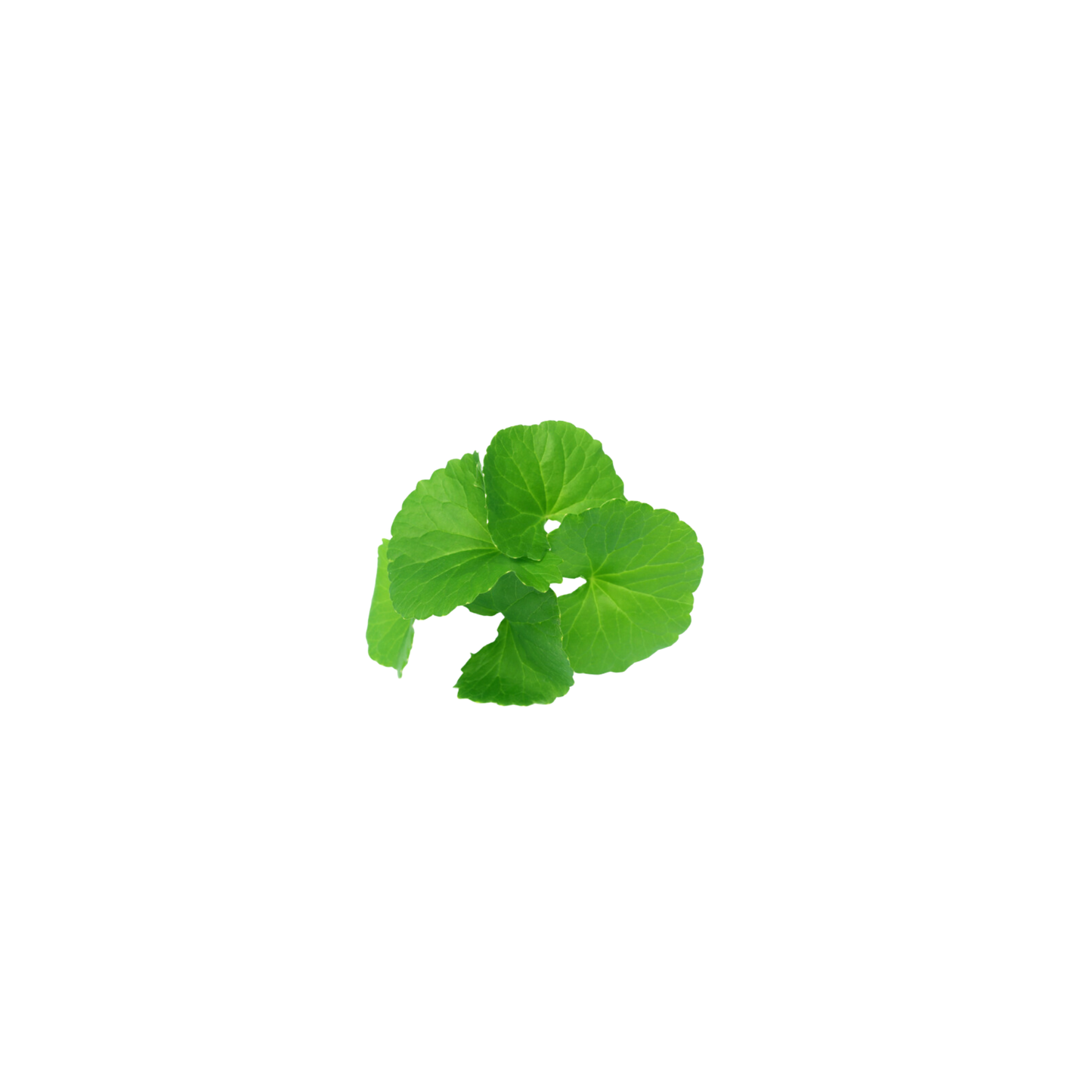 Vata Balancing Shampoo Bar